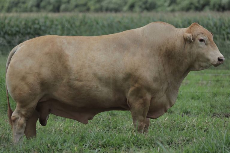 Touro Caracu Apolo
